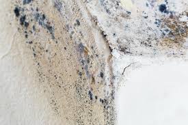 Why You Should Choose Our Mold Remediation Services in Janesville, IA